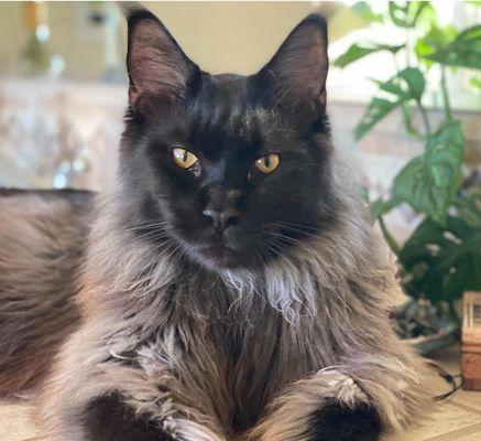 Beautiful Maine Coon Drako