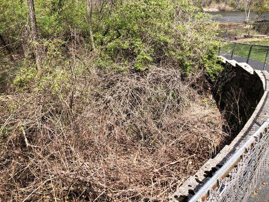 Beneath these tangled unaddressed invasive vines is a 10-20 foot drop into the wetlands, any indigenous plants below blocked from sunlight.