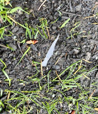 More plastic in their garden/topsoil mixes! Piece of hard plastic here