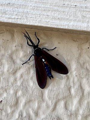 Spotted Oleander Caterpillar Moth