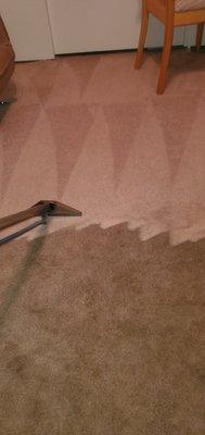 best carpet cleaning services