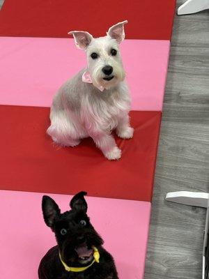 Miniature Schnauser