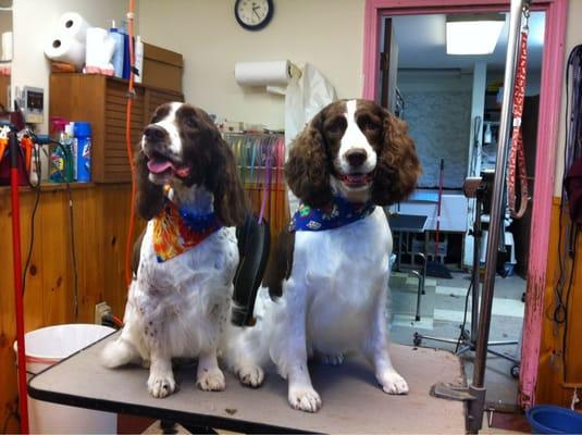 Nails To Tails Pet Grooming