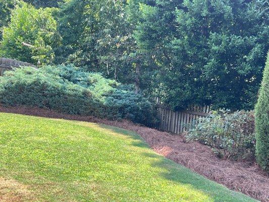 Shrub trimming and pine straw refresh