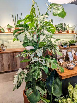 Wishlist Plants galore: Shop Monstera deliciosa 'Albo'