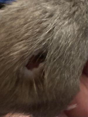 Vet cut my pet rat and left an open wound for no reason! Never told me too!