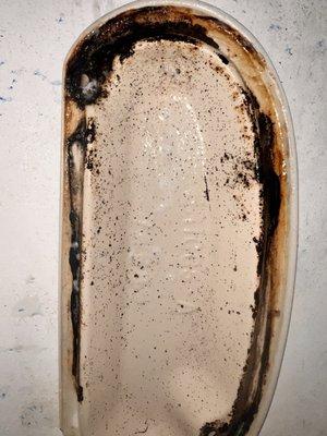 Mold in the toilet.