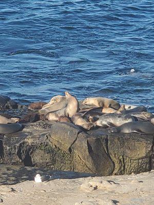 Sealions sunning