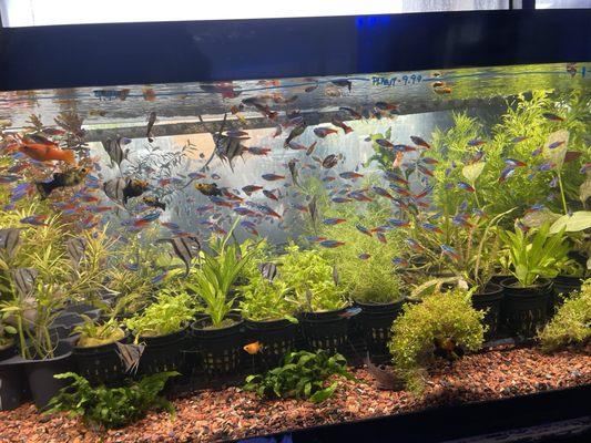 Neon Tetras, angel fish, guppy's and bettas. Check out those plants!