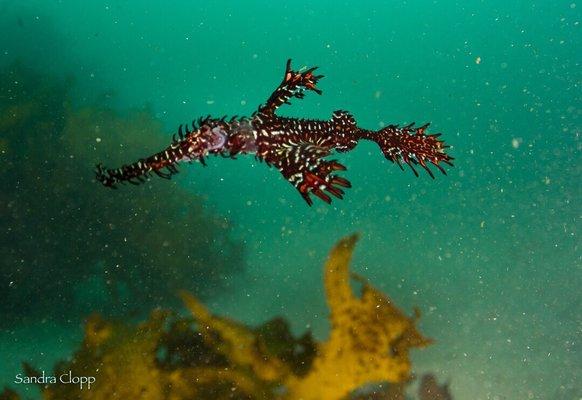 Ghost Pipefish in from the tropics off Sydney with Abyss Scuba!