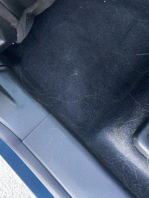 This is the dog hair in the rental they gave me TODAY that they "don't allow pets in"