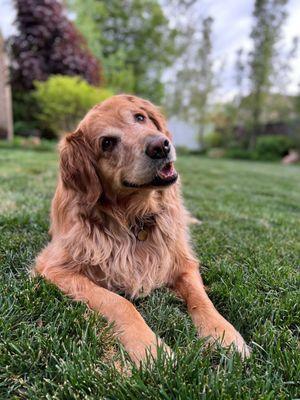 We enjoy our furry friends here at AIM. This is one of our employees curious pups.