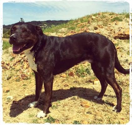 Rocco has been a part of the Canine Boardwalk family for four years. He loves to chase-& be chased by-other dogs on the trail.