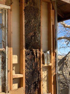 What's in your wall? Live bee removal from inside of a structure wall. Lancaster, Ca #BeeRelocation #SaveTheBees #BeeColony #LiveBeeRemoval