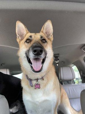 Bailey after her grooming appointment at Dog Dayz