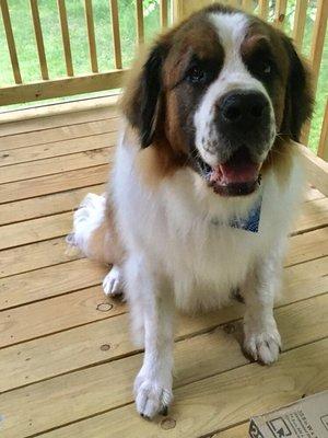 Guinness after a grooming