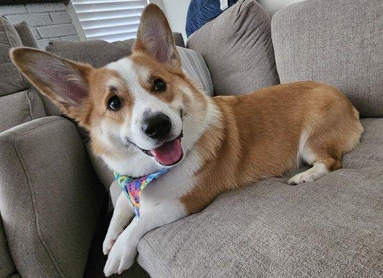 Butters always is so happy after his visit to Grooming by Elaine. Thank you all!