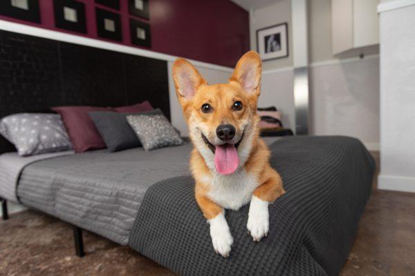 Want a tour to see where your pup will be staying? Stop by any day between 10 AM and 6 PM, no reservation needed.