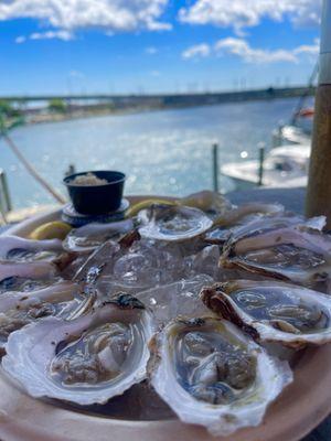 Amazing oysters