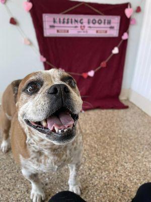 The Best Dog Daycare in Leesburg, VA.