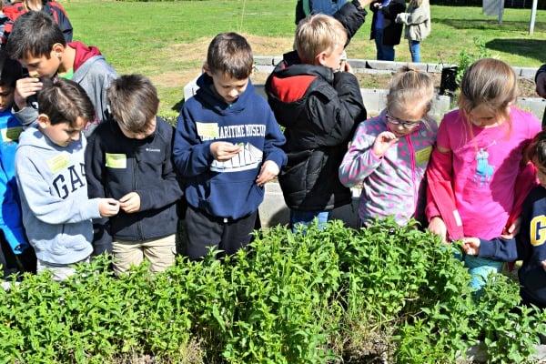 Open Farm Day Gardening