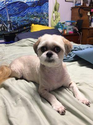 Sandie after her groom. Due to skin allergies we keep this Lhasa Apso's hair short