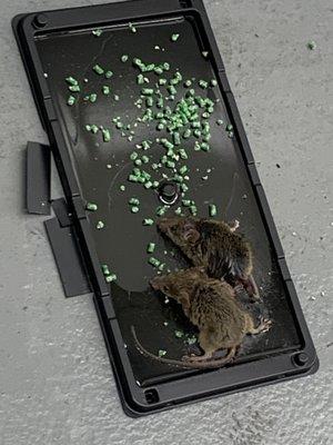 Dead rats