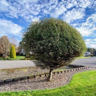 Trimming tree with a blue sky backround