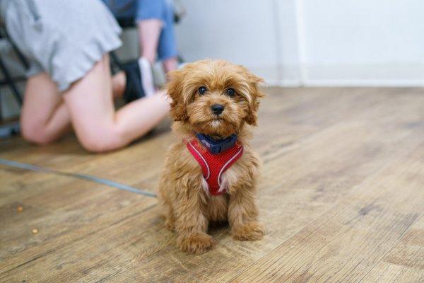 Puppy School