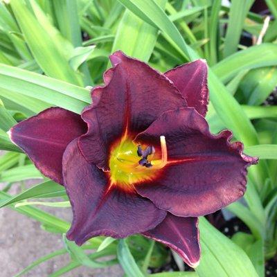 Day lilies in bloom