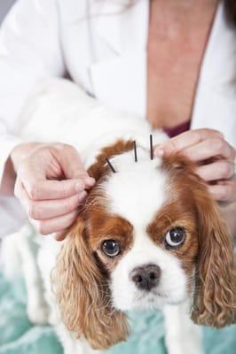 Pet receiving acupuncture.