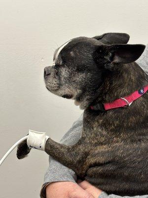 Harlee getting her blood pressure taken for Dr. Gillmeister.