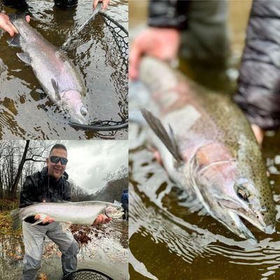 Steelhead caught during a recent guide trip with CRO.