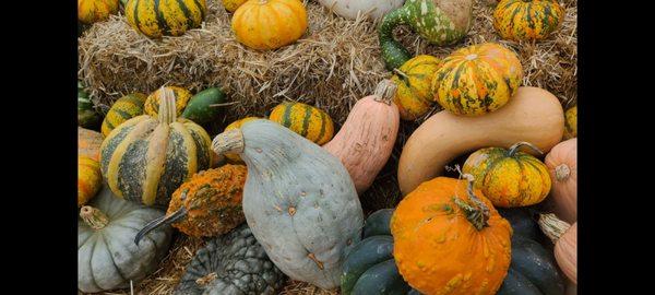 Meadows Farms Nurseries and Landscape