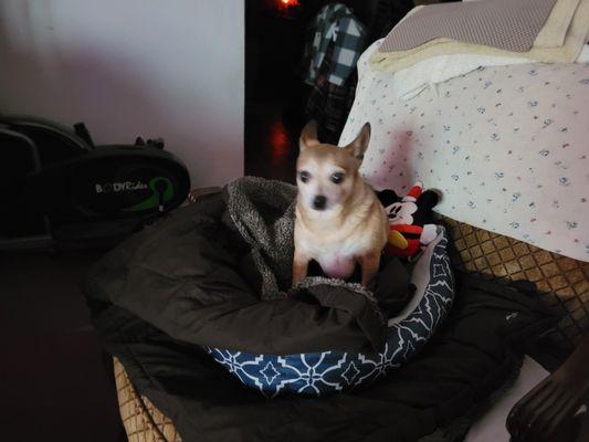 Hello my name is Benji. 
 I love getting my bath and nails done at my favorite place Poodle Nook!!