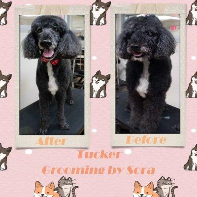 Tucker the Standard Poodle! Grooming done by Sora