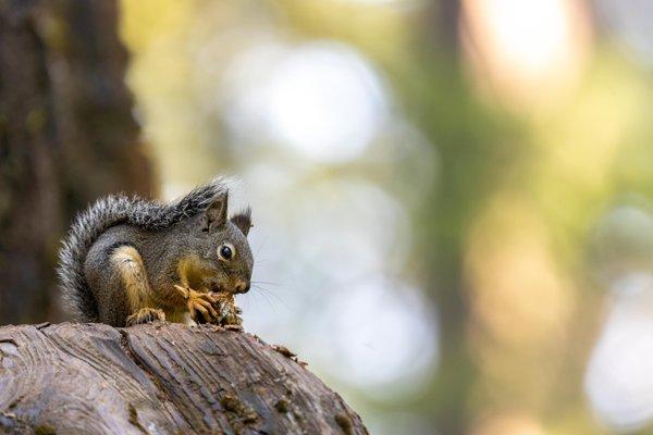 Calaveras Big Trees State Historic Park