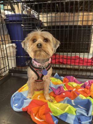 Lucy the cute yorki