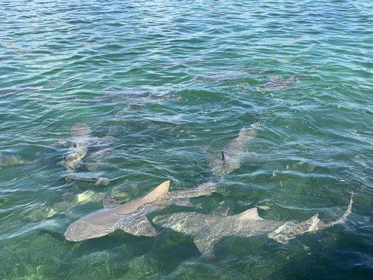 Lemon sharks