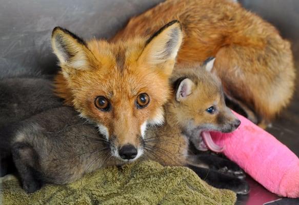 rehabilitated red foxes