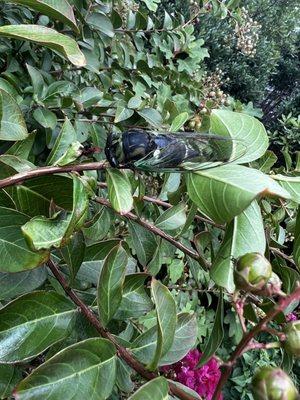 Cicada in the bushes