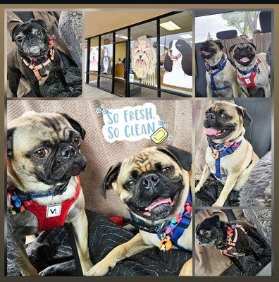 Happy babies after their visit at the groomers.