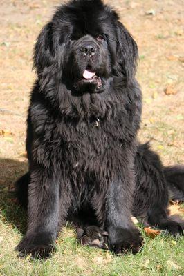 Quincy the Newfoundland.