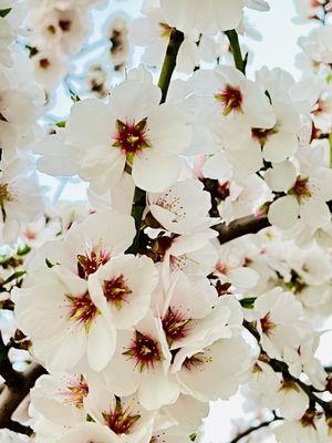 Flowering tree on side of the road