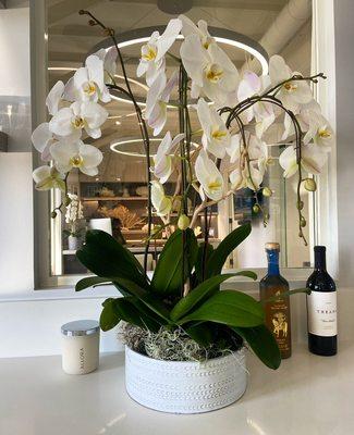 Cascading Phalaenopsis Orchid plants. To place an order call (949)464-0509 or visit https://lagunabeachflorist.com .