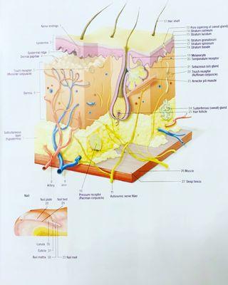 Skin anatomy. Notice how thin the epidermis is compared to the dermis.