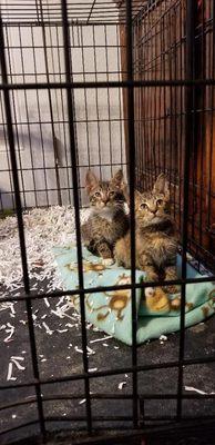 We were rescued from and abandoned home we are vet checked and ready to go 12 weeks old