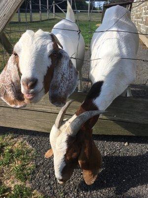 Sunny Hill Goats