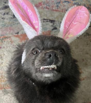 Reluctant Easter bunny with perfect teeth