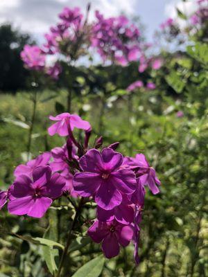 Flowers in the meadow